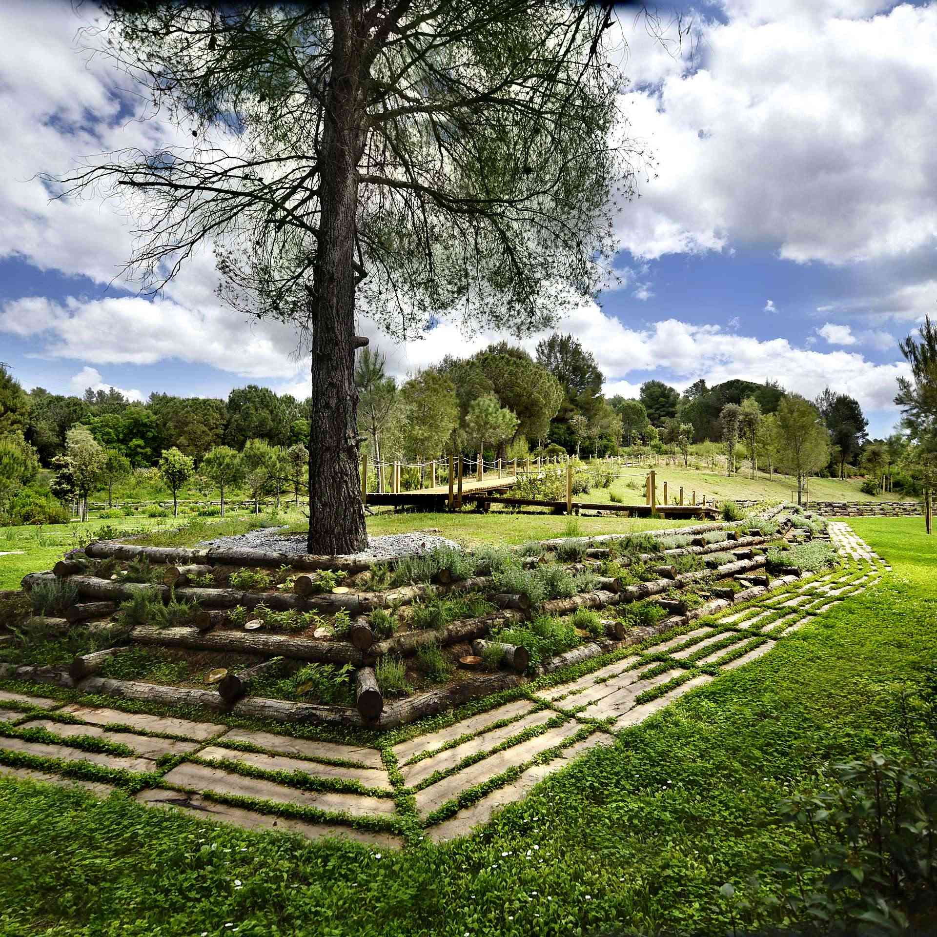 camino del bosque
