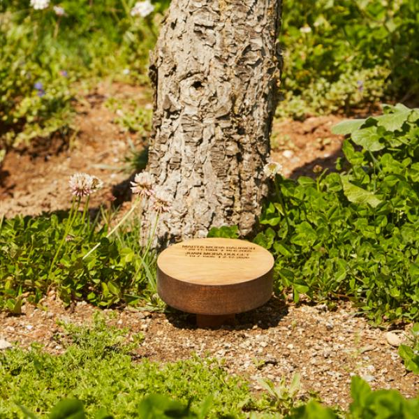 Arbre familiar al cementiri comarcal roques blanques