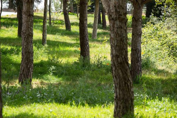Cementerio Natural Roques Blanques
